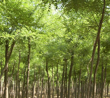 合川國槐